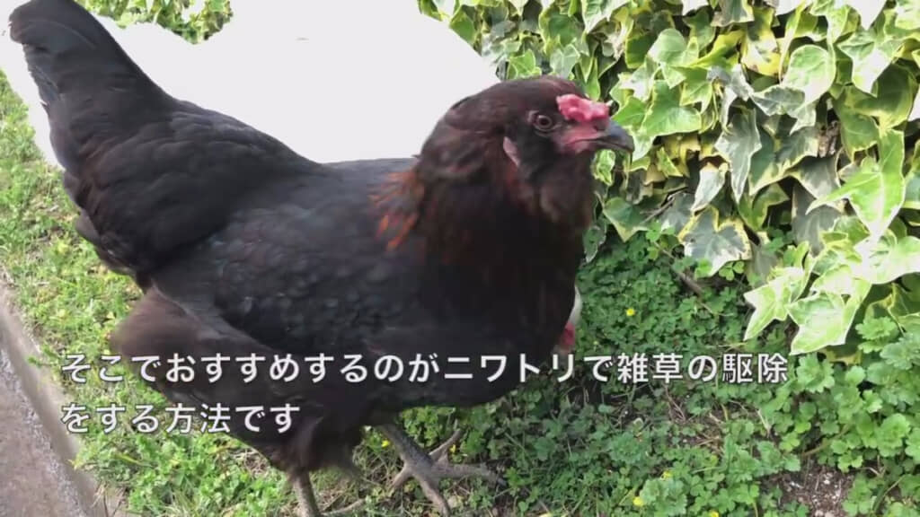 ニワトリで雑草を駆除！