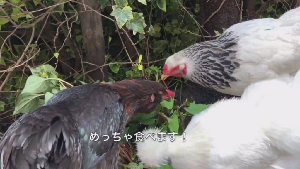 ドクダミをどんどん食べるニワトリ