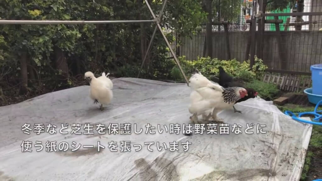 芝生を保護したいときには紙のシートを張ります