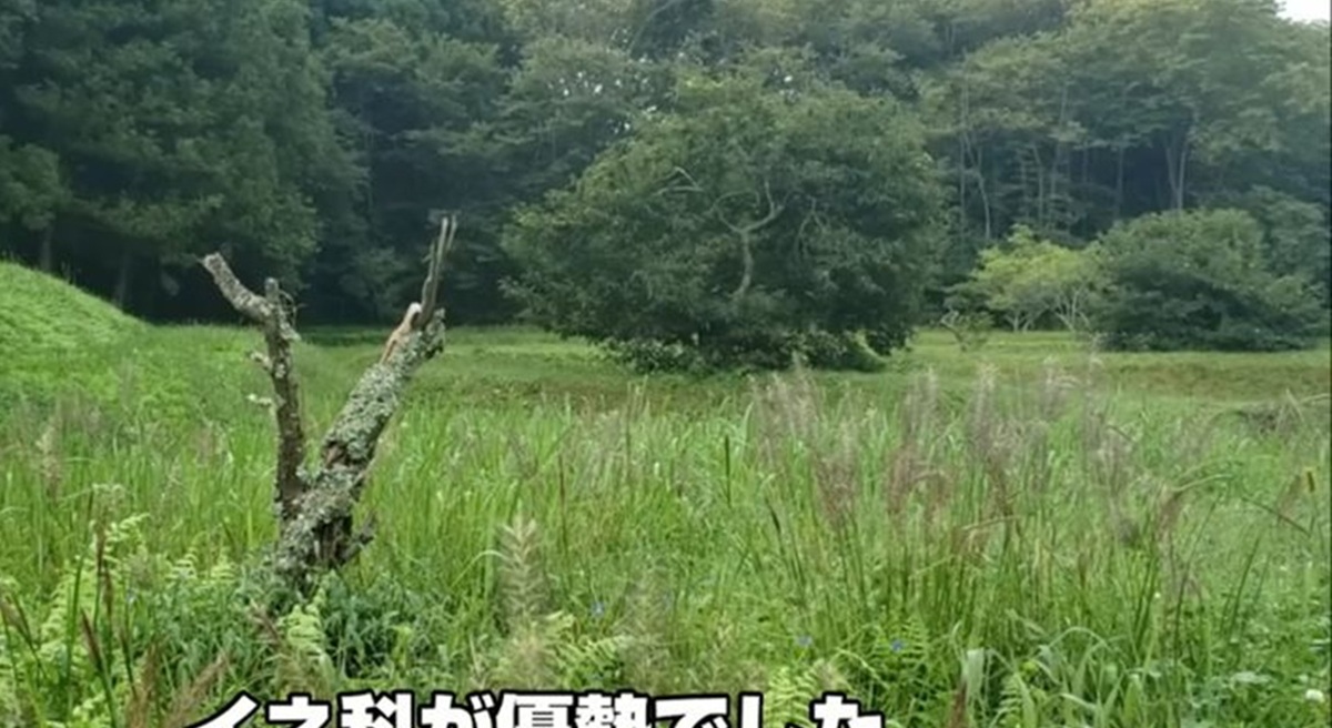 雑草ボーボーの場所を目からウロコの方法で草刈りしたら、2カ月後……「すげえーな」　170万再生のビフォーアフターに「ビックリしています」「こりゃいいや」（1/3） | ライフスタイル ねとらぼ