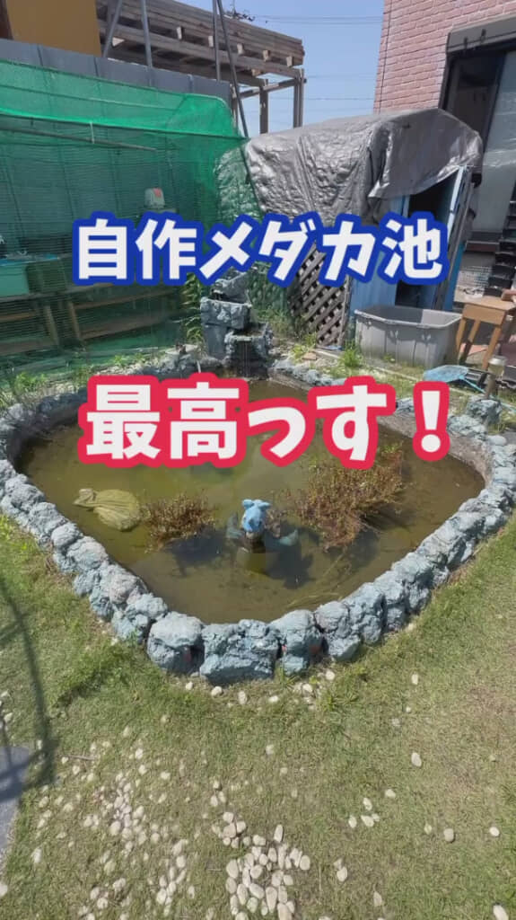 自作のメダカ池！
