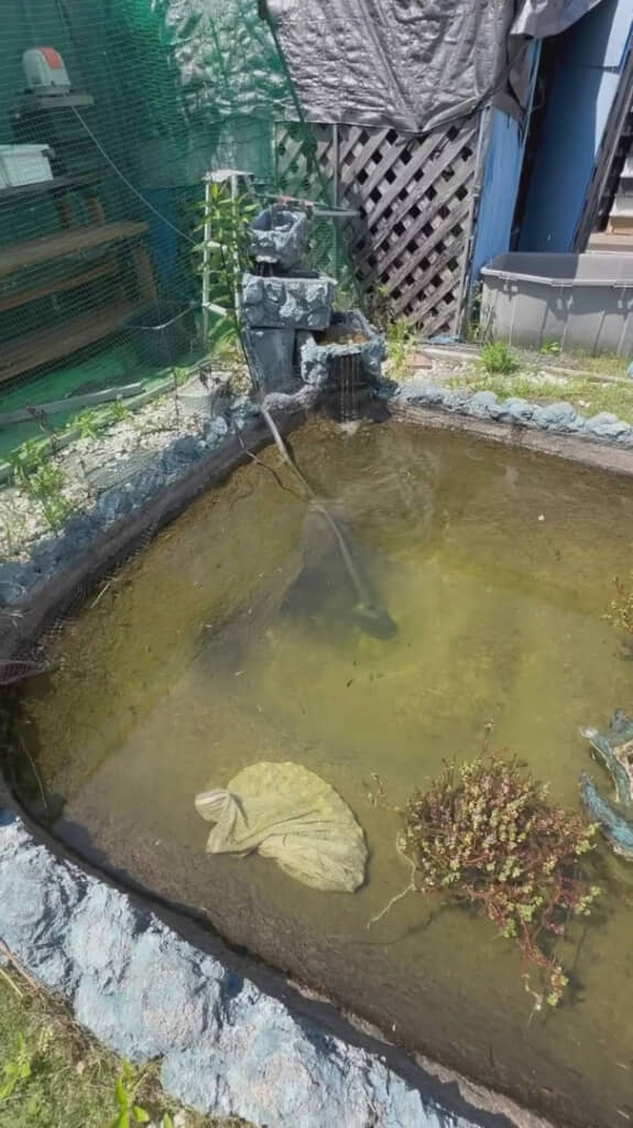 池の中には優雅に泳ぐメダカたち