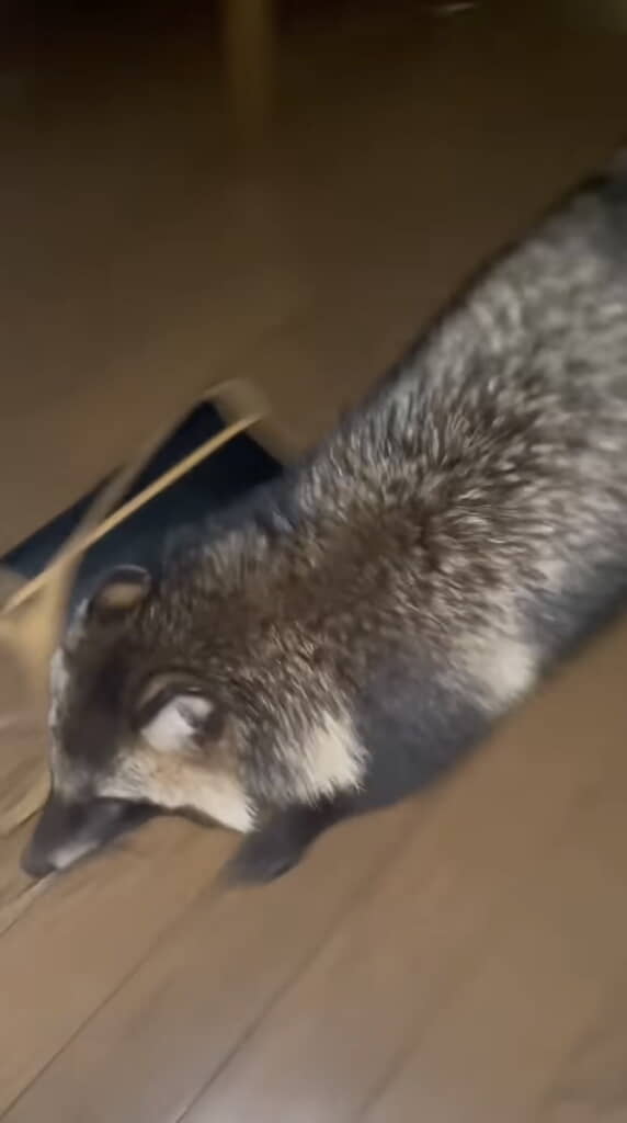 警戒心なく撮影者へ近づいてくる