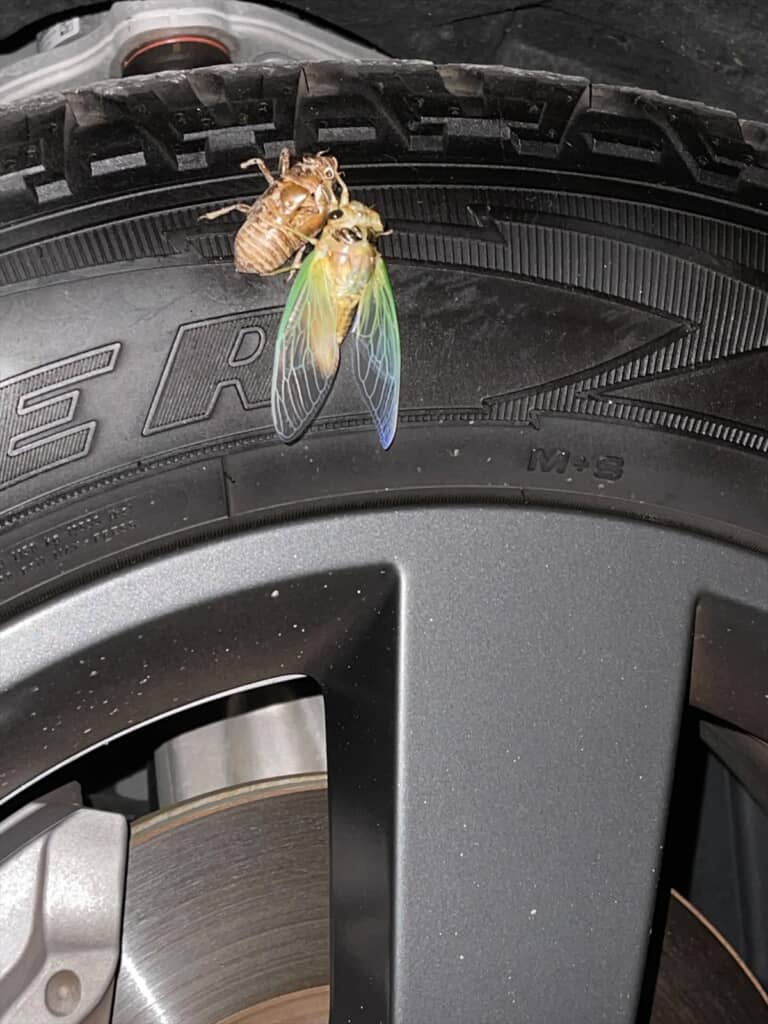 セミの羽化を見守る