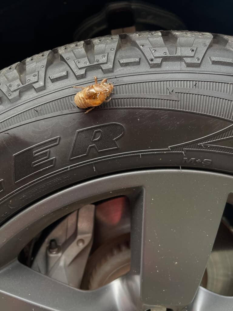 セミの羽化を見守る