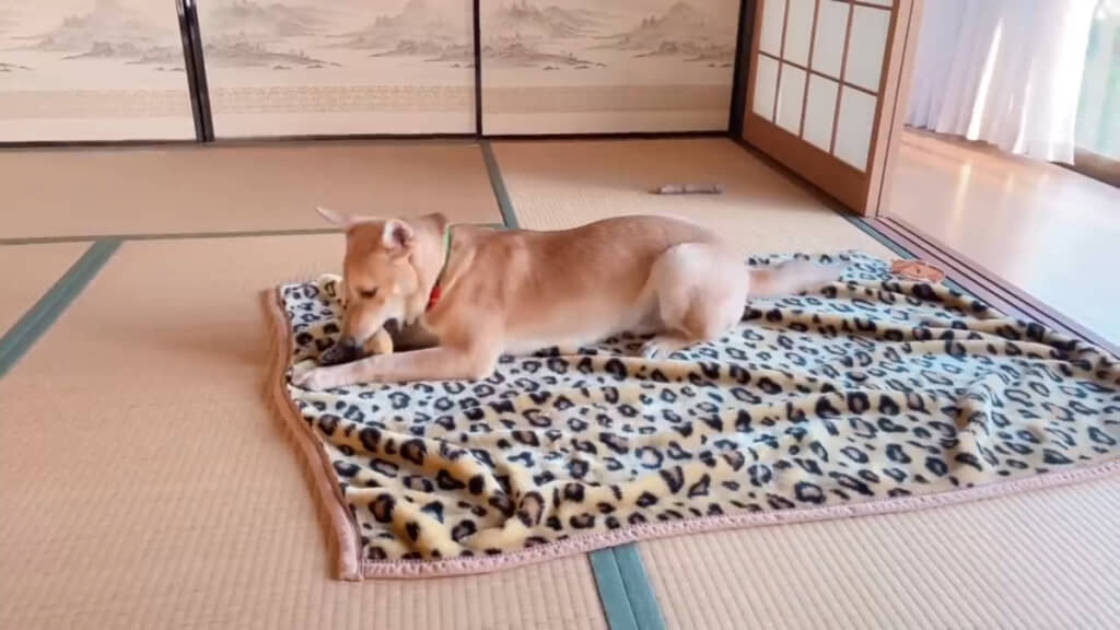 おもちゃで遊ぶむさしくん