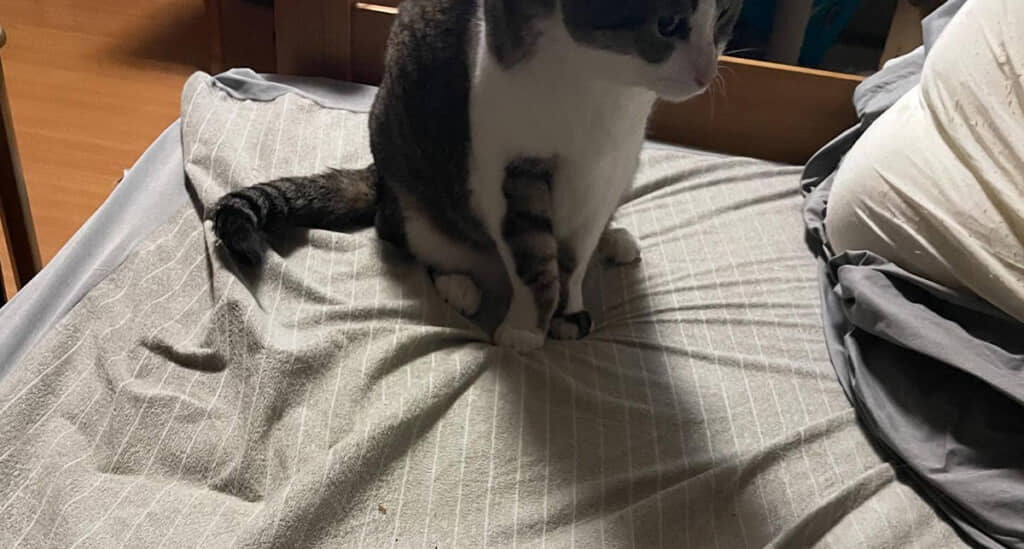 猫ちゃんのゲロかと思ったら……