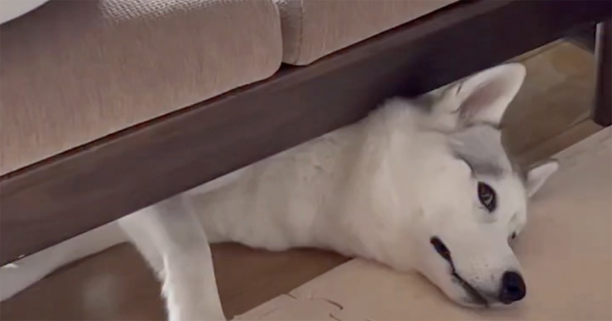 ソファの下で寝ていた愛犬→ふと上を見ると、先輩がいて……？　まさかの反応が100万再生「目泳ぎすぎw」「人間みたい」（1/2） | 犬 ねとらぼ