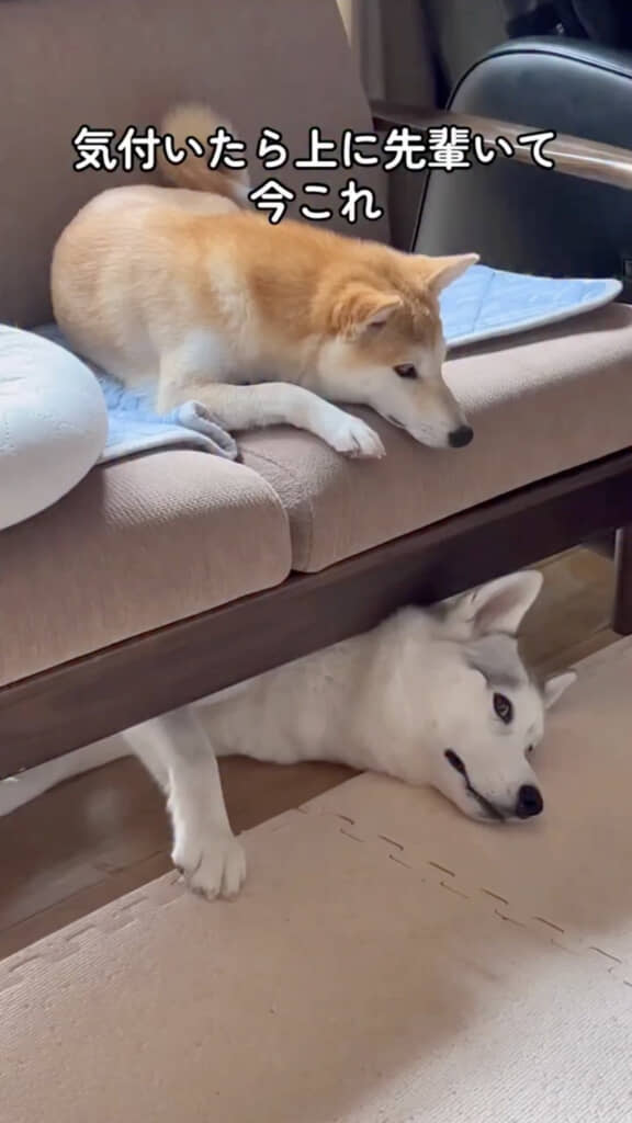 寝ていたアシリちゃん