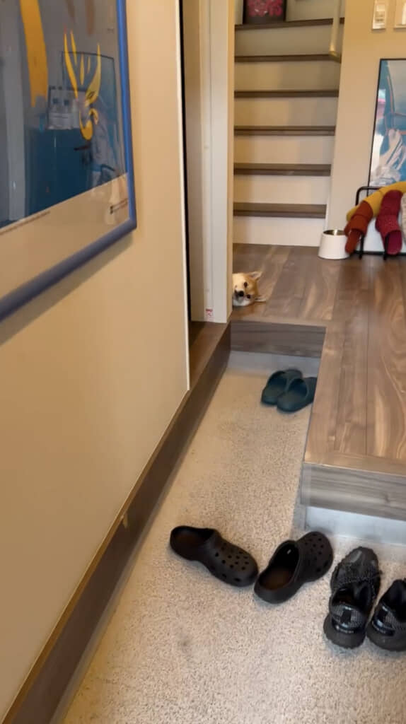 顔がのぞいてる！