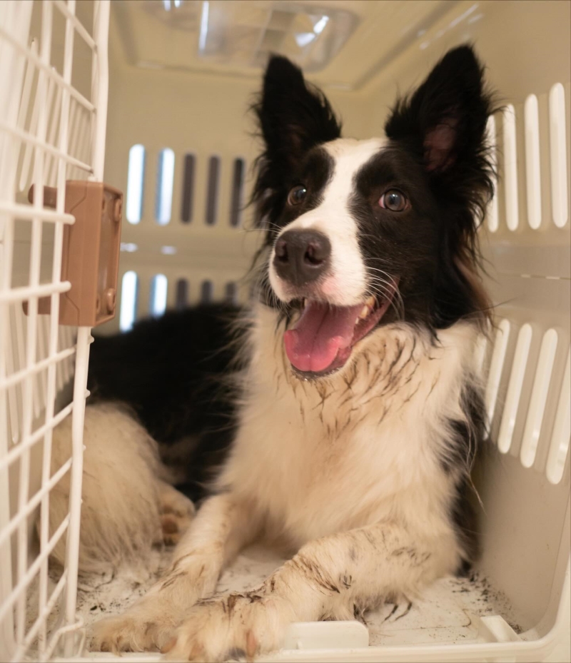 手足が汚れるまで遊んできてご満悦