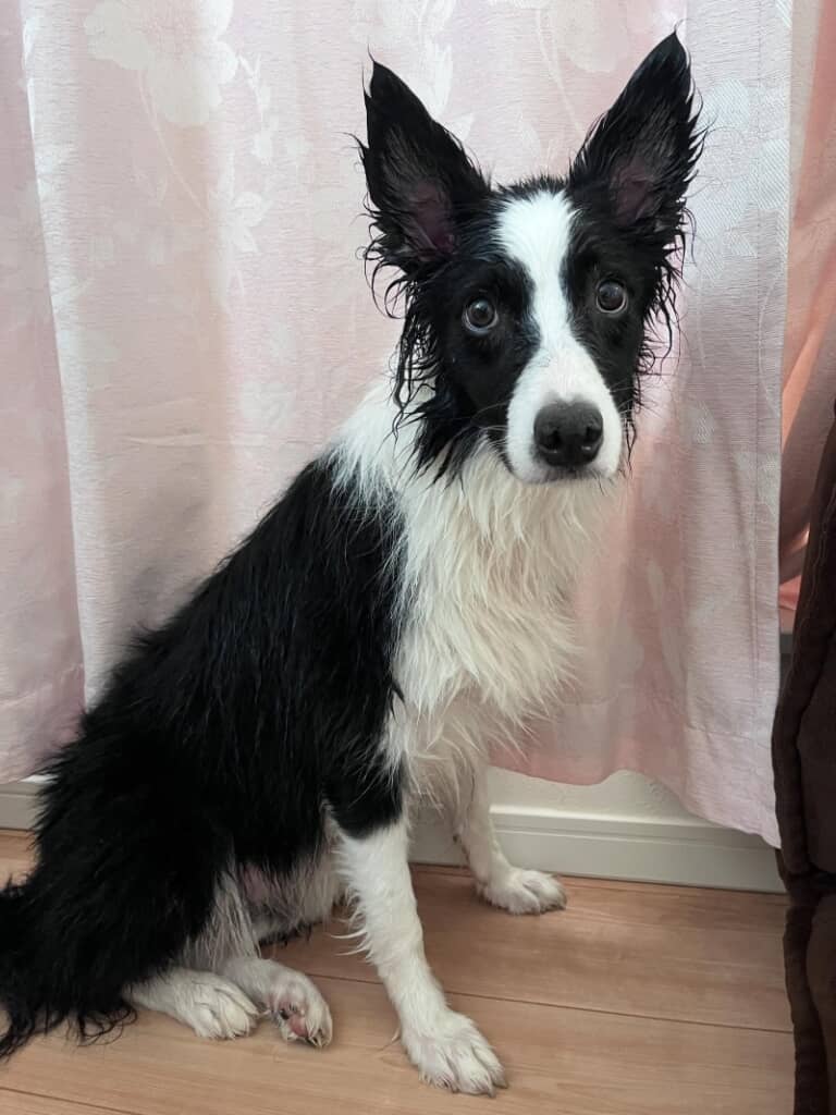 汚れた手足をお風呂で洗われて放心状態のエマちゃん