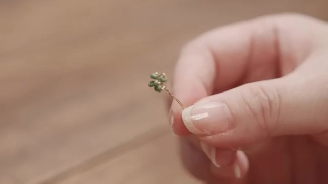 ひとつの木の実ができました