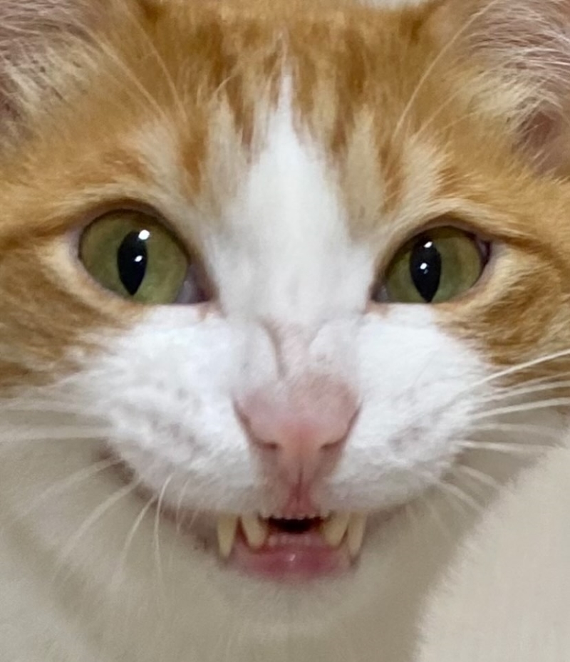 アップはもっと怖い