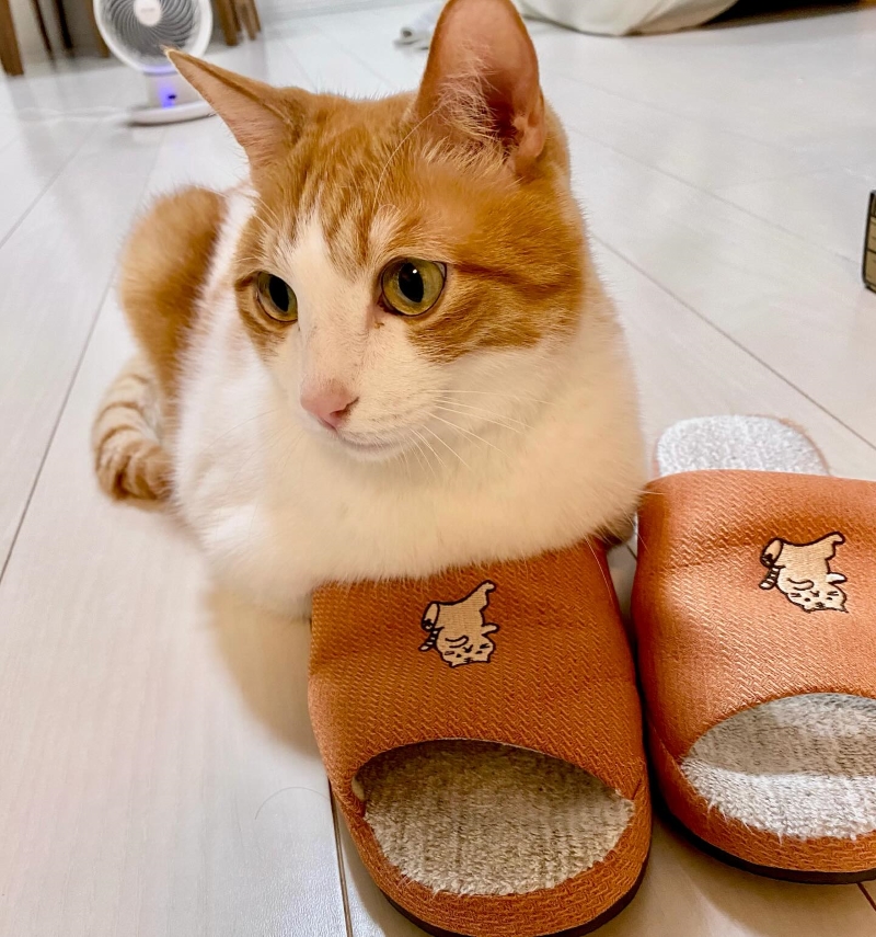 スリッパに脚を入れているはっさくくん