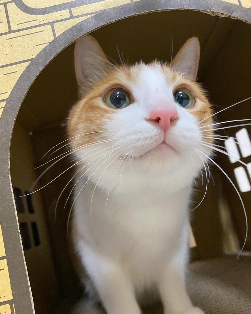 シャンプー直後でふわふわなはっさくくん