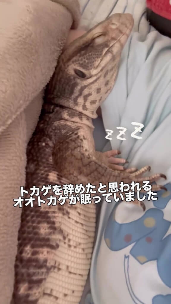 トカゲちゃん!?