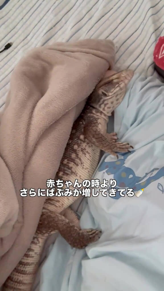 飼い主さんに甘えたい気持ちが爆発