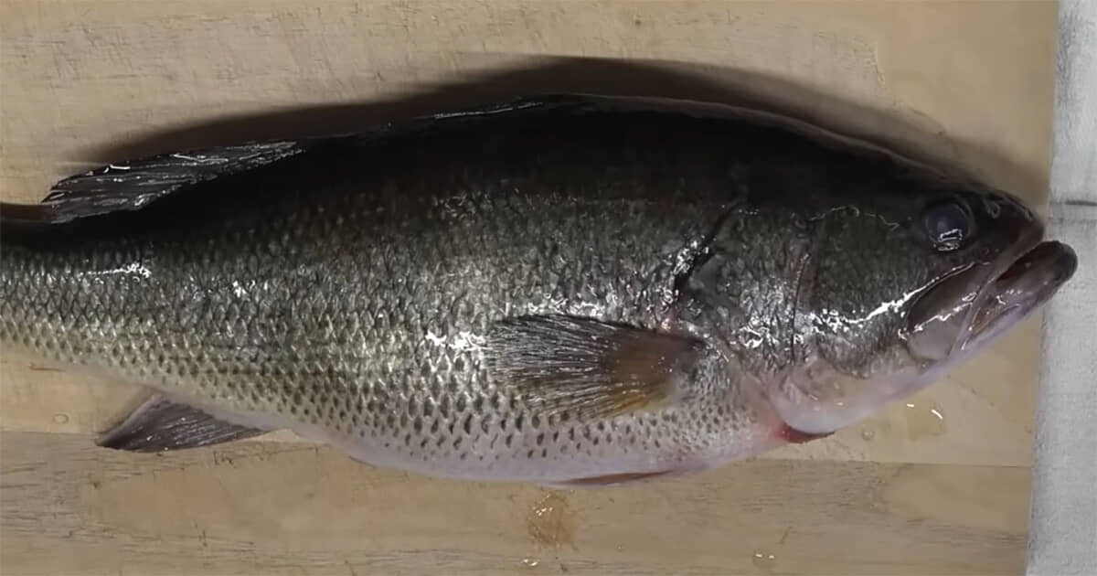 腹パンパンのブラックバスをさばくと……思わず「でかっ！」　驚きの中身に「めちゃめちゃ繁殖するのも納得」（1/3） | その他生き物 ねとらぼ