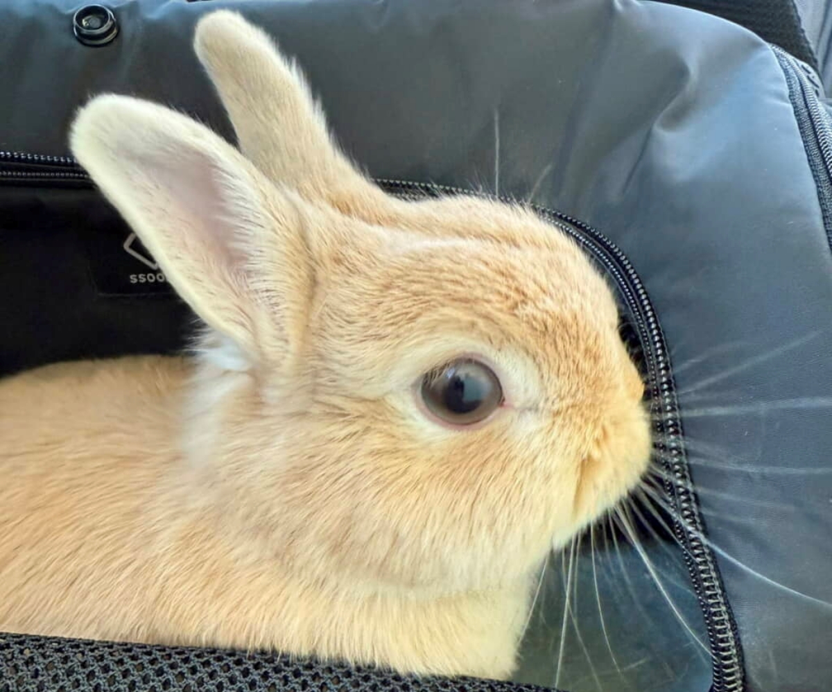 ←動物病院受診前 受診後→ 耳掃除で病院に行ったうさぎ、分かり