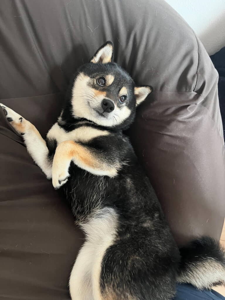 オナラ前のおはぎちゃん