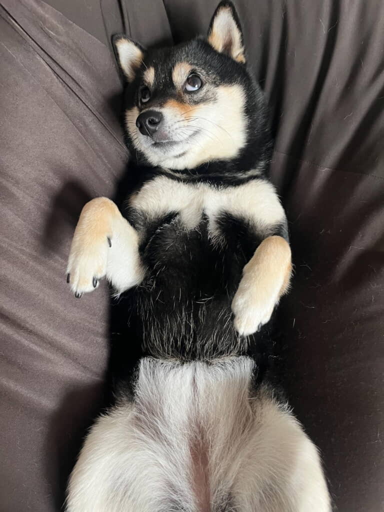 オナラ後のおはぎちゃんの顔が……！