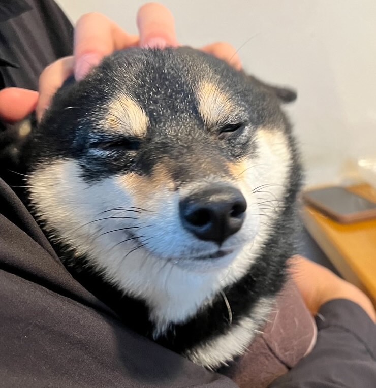 なでなでされてご機嫌なおはぎちゃん