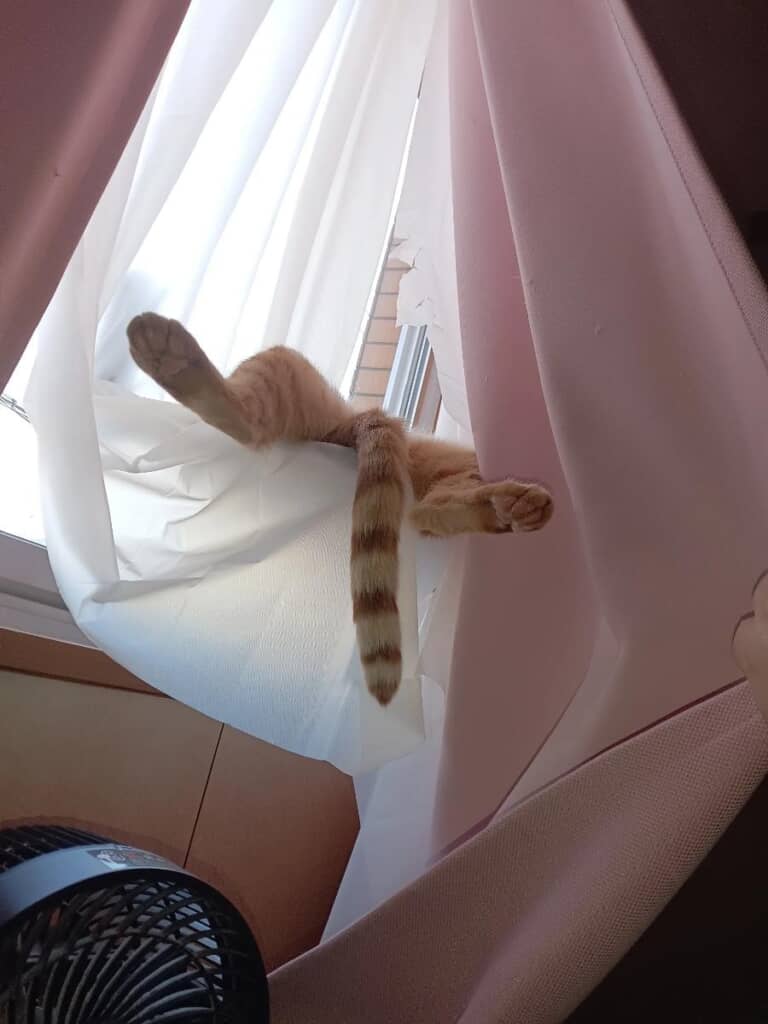 やり遂げた愛猫の姿が