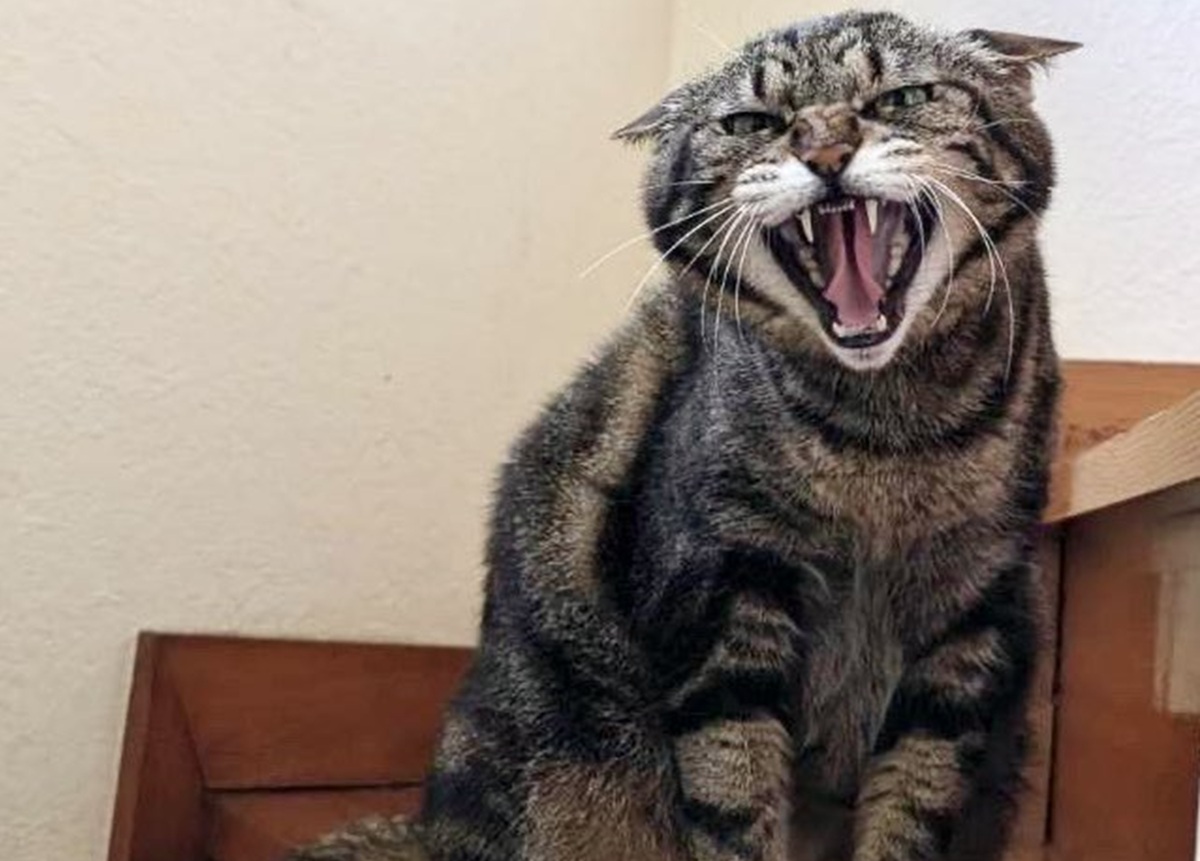 祖父にしか懐かない猫　←祖父が入院中　退院後→思わぬ姿に「ここまで想われるなんて」「愛ですね」（1/3） | 猫 ねとらぼ