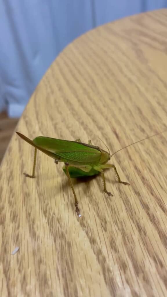 テーブルの上に移動させたキリギリス