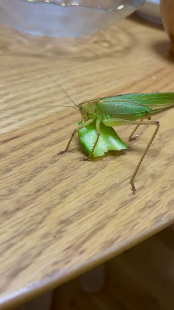 投稿者が提供したキュウリを食べるキリギリス
