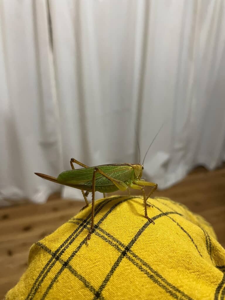 投稿者の膝の上に乗っているキリギリスらしき昆虫