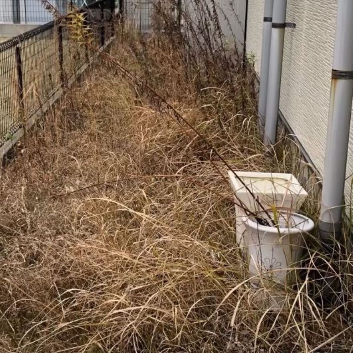 雑草ボーボー荒れ果てた裏庭→素人主婦がDIYしたら……　4年後、見違える光景に「めちゃくちゃ素敵」「羨ましい」（1/3） | リフォーム・リノベーション・DIY ねとらぼ