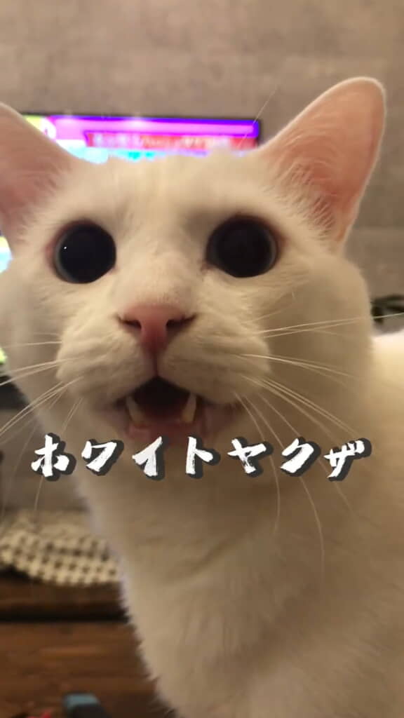 ブランくんアップ