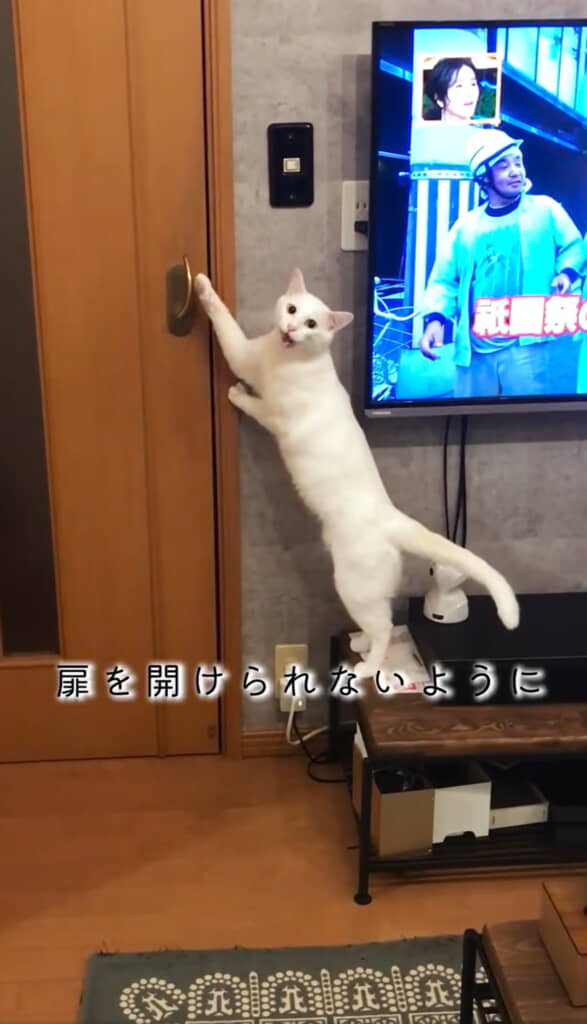 怒る猫