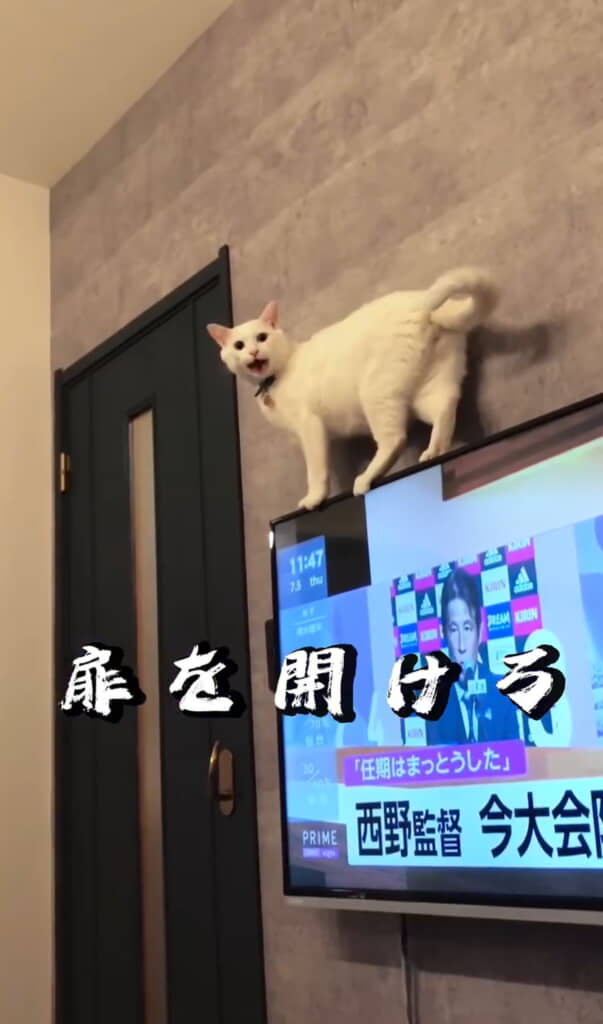 ブチギレブランくん