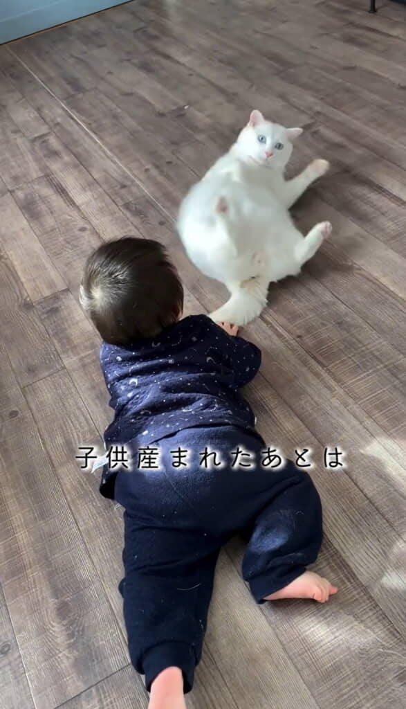 子どもが生まれてからの猫