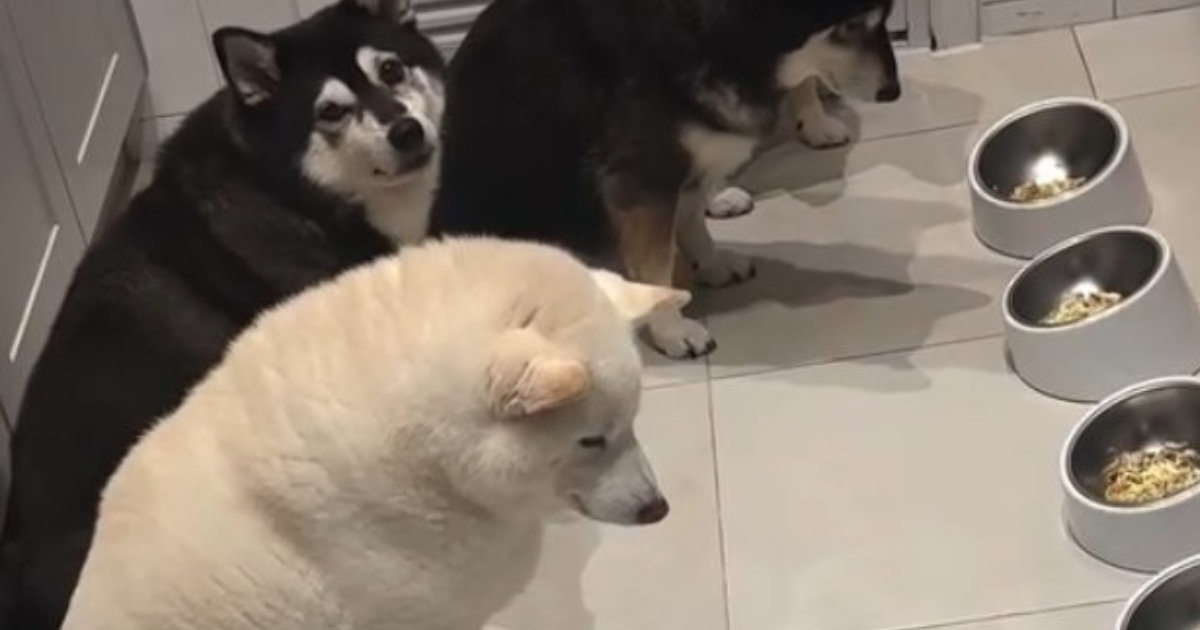 朝ごはんの前で「待て」をする4匹の柴犬→しかし、視線の先では……？　“まさかの光景”が1700万再生の大反響「なんだこれ」「五回みた」（1/2） | 犬 ねとらぼ