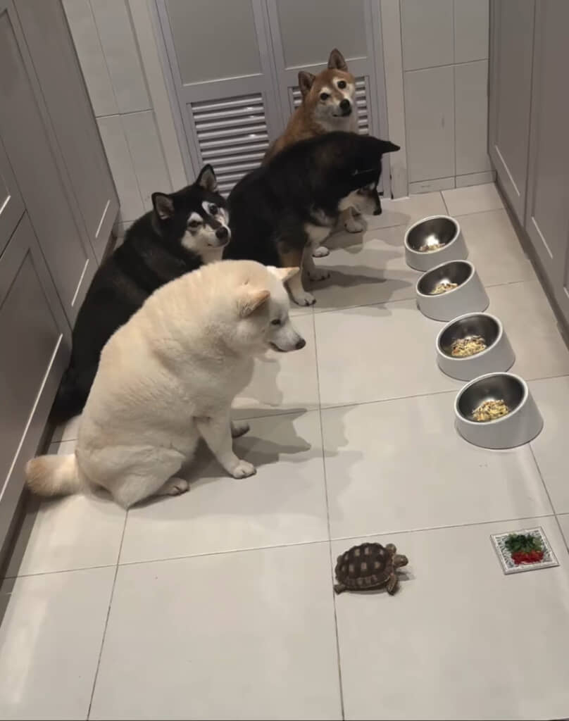 4匹の柴犬たちの手前にもうひとりの家族の姿が……！