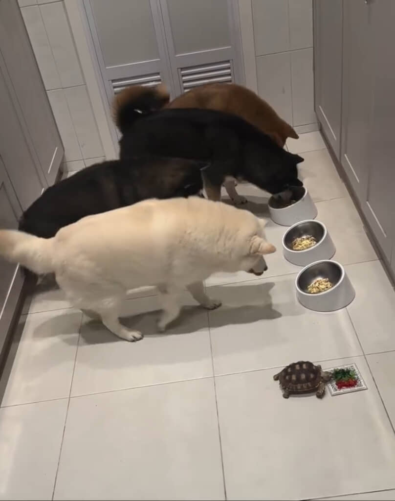 飼い主さん「どうぞ！」