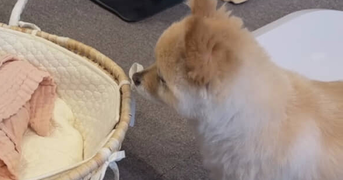 飼い主が出産後、赤ちゃんと自宅に帰ると愛犬が……　まさかの行動に62万回再生「すごい」「わかってたんだね」（1/3） | 犬 ねとらぼ