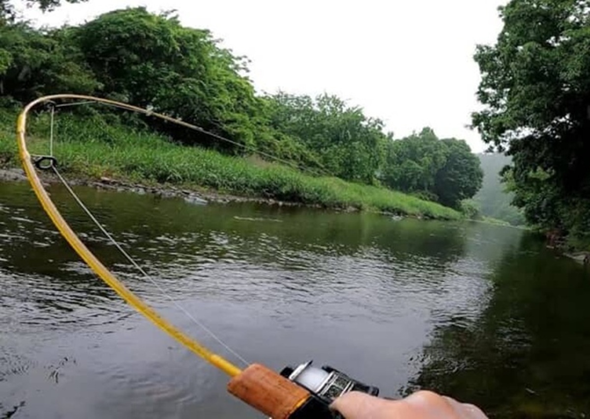 ダイソーアイテムだけで釣りしたら……「ヤバい！！ヌシが釣れた！！」　とんでもない怪物の姿に「凄いですね」「DAISOの竿、ナメてました」（1/3） | その他生き物 ねとらぼ