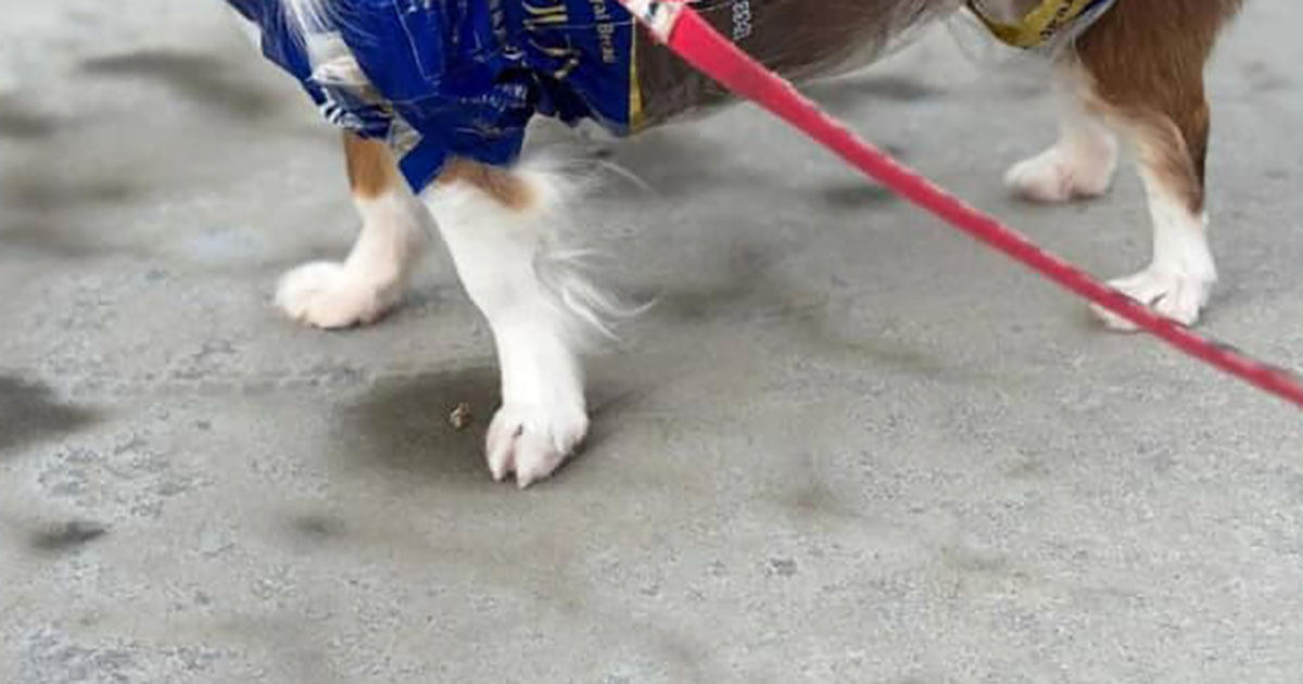 雨上がりの散歩で、愛犬用のカッパがないと発覚→「ごめん、今日だけ」飼い主が用意したのは……　“まさかの代案”に「天才ですか？」（1/2） | 犬 ねとらぼ