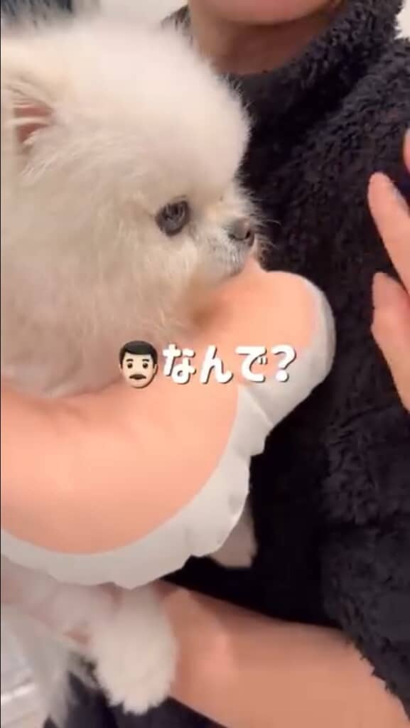 ハヌルくんの反応