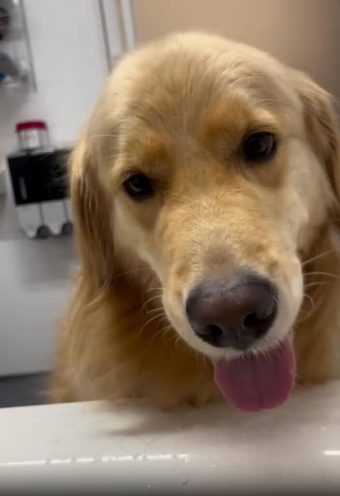 モフモフの正体はイヴちゃんでした！