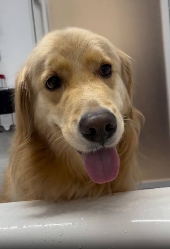 愛犬がかわいすぎて集中できません！