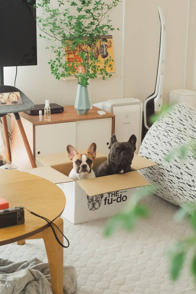 箱入り兄妹ちゃん