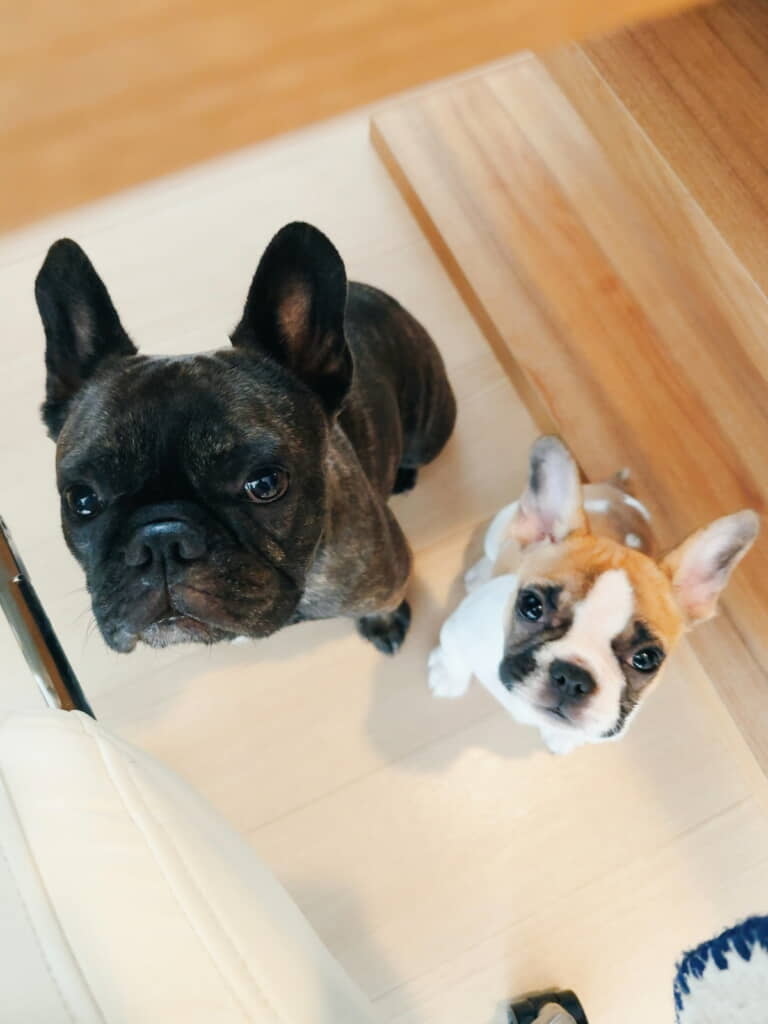 見上げるお顔も最高にキュート