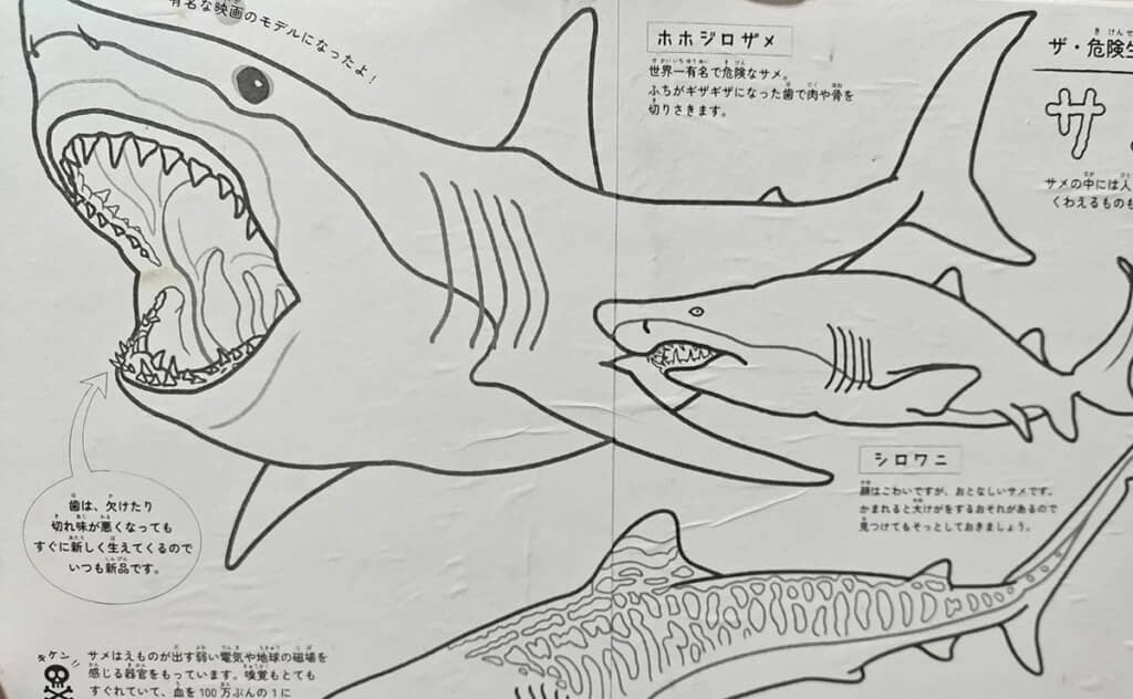 サメの塗り絵