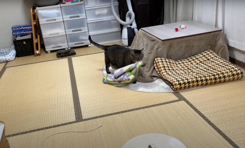 毛布を持ってさみしいアピール